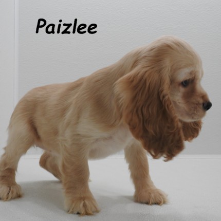 puppy, for, sale, Cocker Spaniel, Joe & Cherri  Overlease, dog, breeder, Miller, MO, dog-breeder, puppy-for-sale, forsale, nearby, find, puppyfind, locator, puppylocator, aca